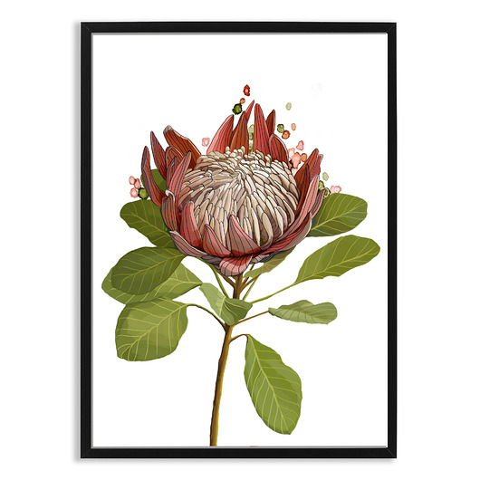 plakaty PLAKAT (poster) KWIAT PROTEA