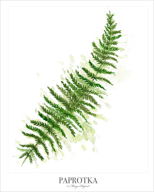 paprotka plakat / poster Margo Hupert