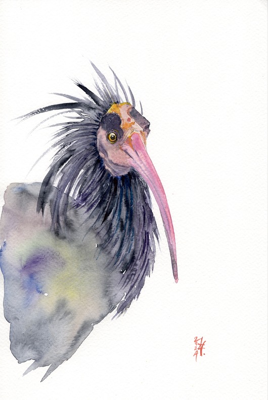 obrazy Oryginalna akwarela. Ibis