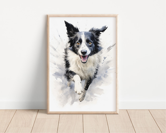 plakaty Plakat border collie