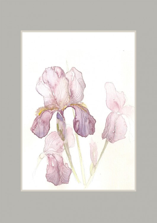 wytworny irys ogrodowy Madame&Rose