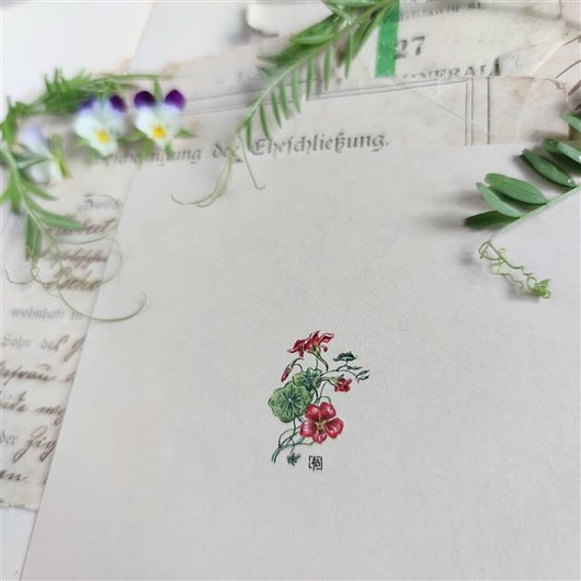 obrazy Nasturcja, Botanical illustration, miniatura