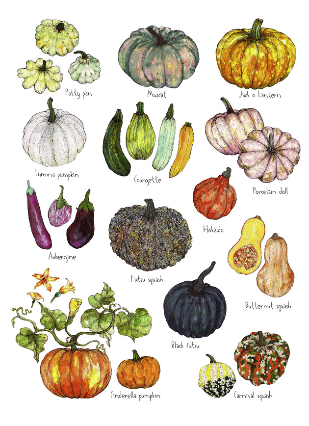 grafiki i ilustracje Dynie- Dyniowate- grafika na ścianę- ilustracja- ogród jesienny
