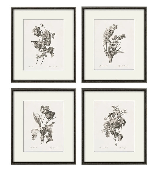 grafiki i ilustracje Zestaw Grafik Botanicznych Vintage 