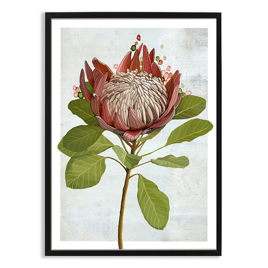 plakaty PLAKAT (poster) KWIAT PROTEA