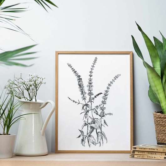 plakaty Plakat Mięta pieprzowa 30x40