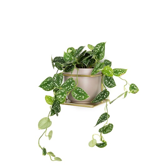 kwietniki Kwietnik Flora złoty