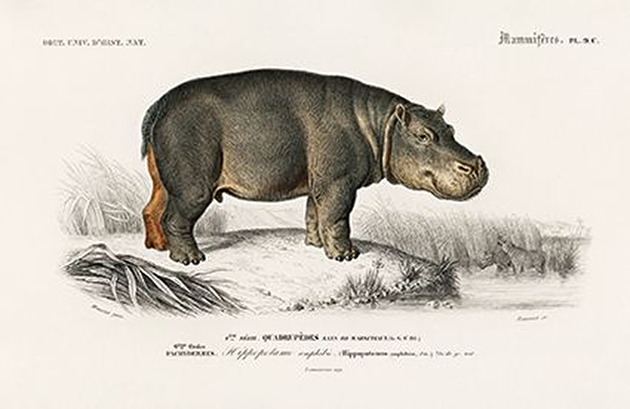 plakaty Hipopotam-plakat-rycina