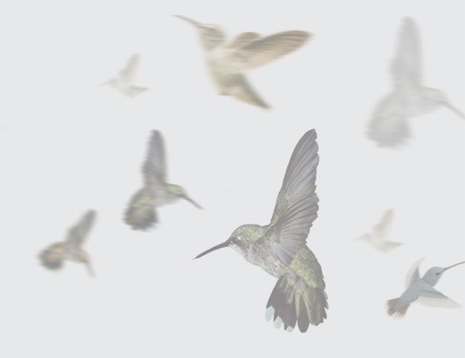 Folia na okna KOLIBRY dekornik