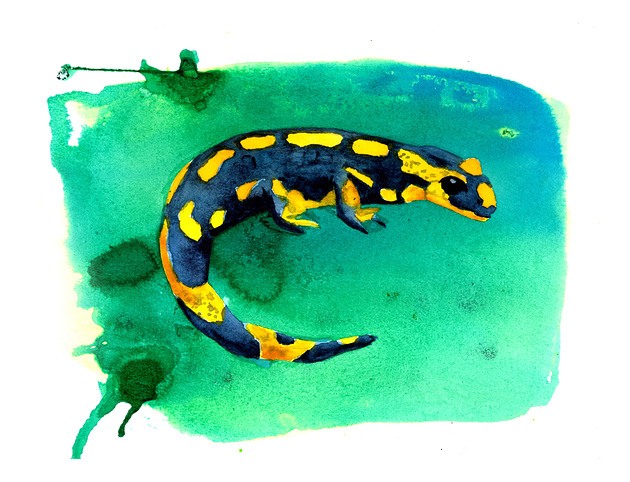 grafiki i ilustracje Salamandra