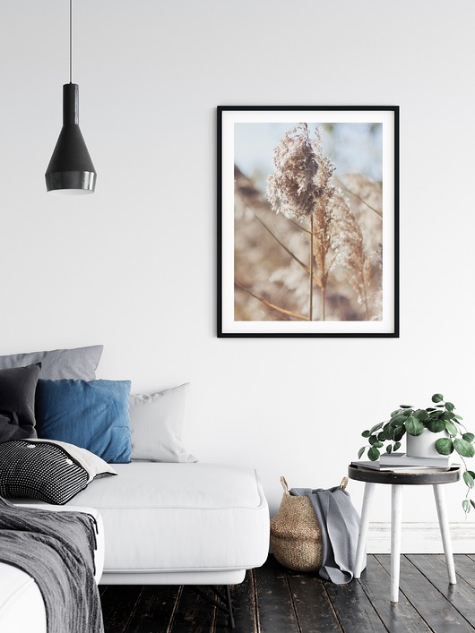 Plakat botaniczny Trawa Pampasowa myscandi