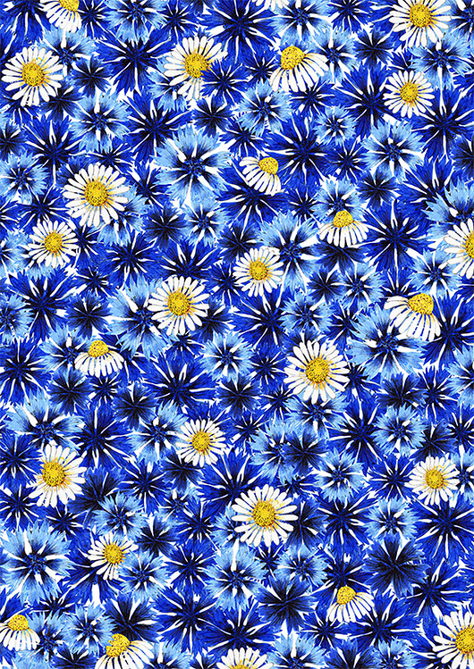 grafiki i ilustracje Chabry i rumianki- ilustracja- grafika