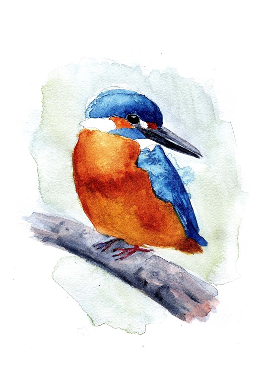 grafiki i ilustracje Zimorodek