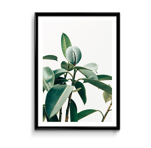 Plakat Fikus  Bury Lis