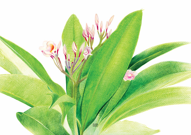 plakaty Plakat  Plumeria II