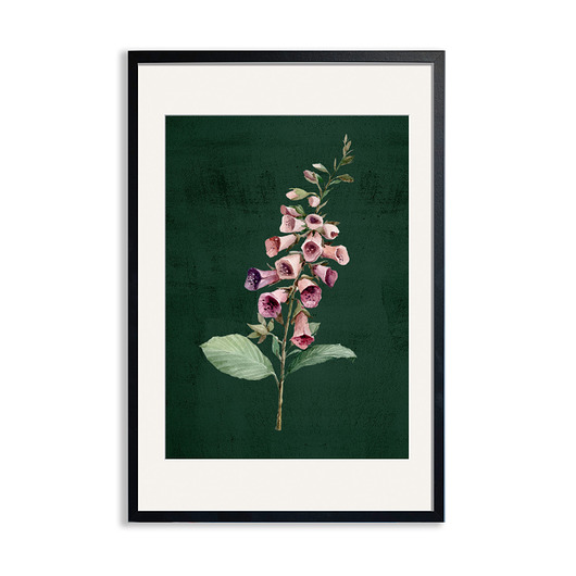 plakaty PLAKAT (poster) KWIAT NAPARSTNICA
