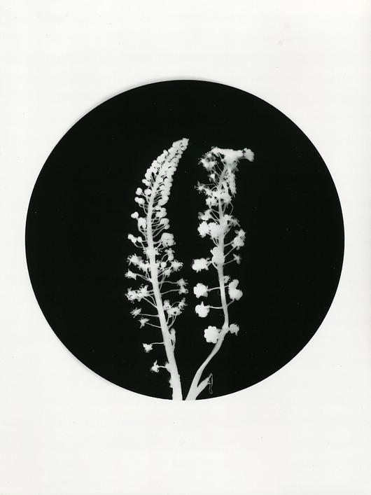 fotografia Kwiat_0_