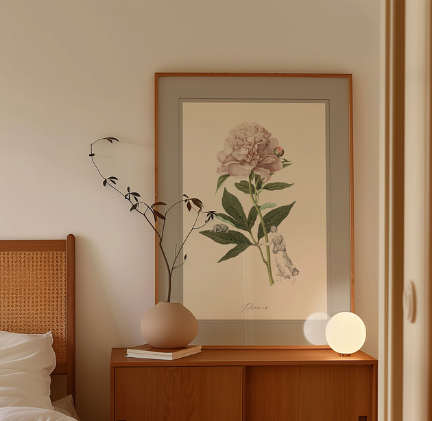 grafiki i ilustracje Piwonia ilustracja botaniczna 50x70 cm