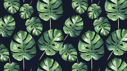 Fototapeta Samoprzylepna Monstera  Dekoracje PATKA Patrycja Kita