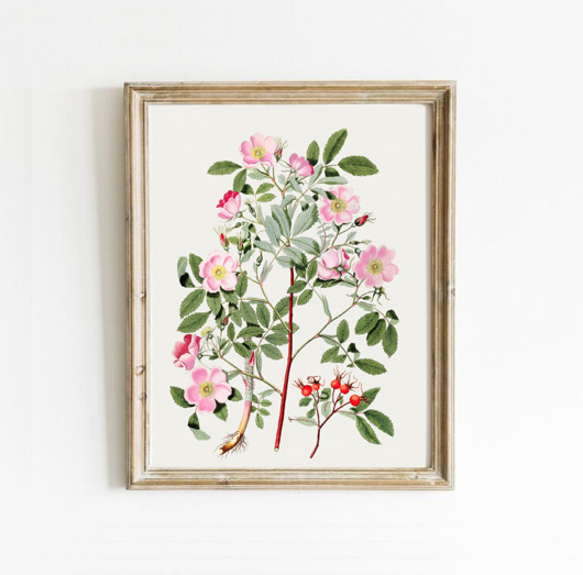 grafiki i ilustracje PLAKAT dekoracyjny , botaniczny, kwiaty ilustracja, róże polne