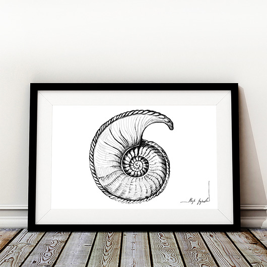 grafiki i ilustracje Grafika z serii "Muszle" - muszla 2