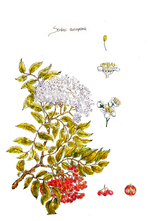 jarzębina BOSKE