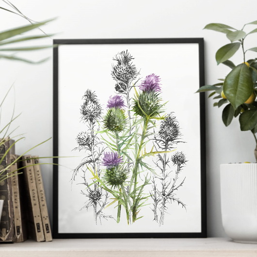 obrazy Osty - akwarela art print w oprawie.