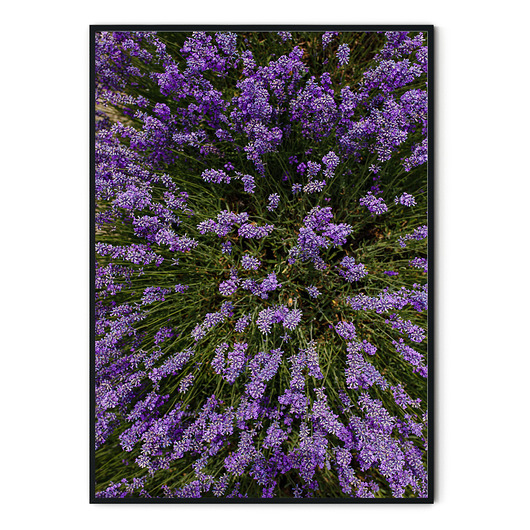 Plakat skandynawski Lawenda no. 6 myscandi