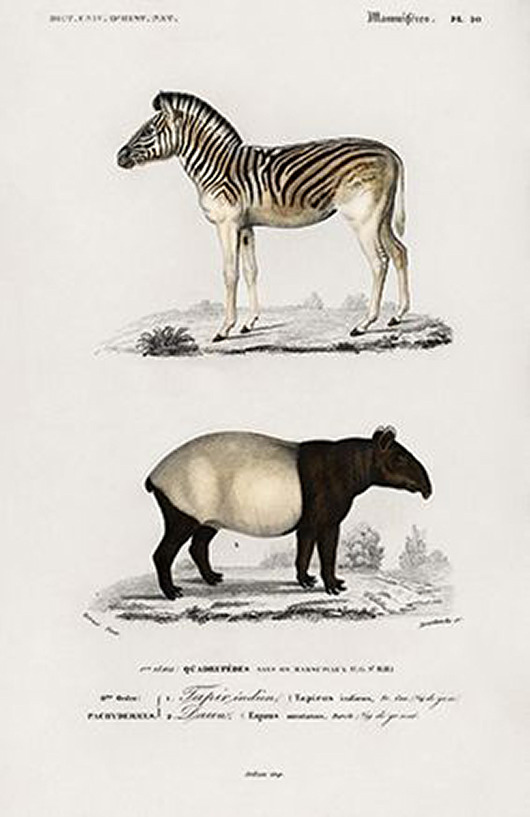 plakaty Tapir-i-zebra-plakat-rycina
