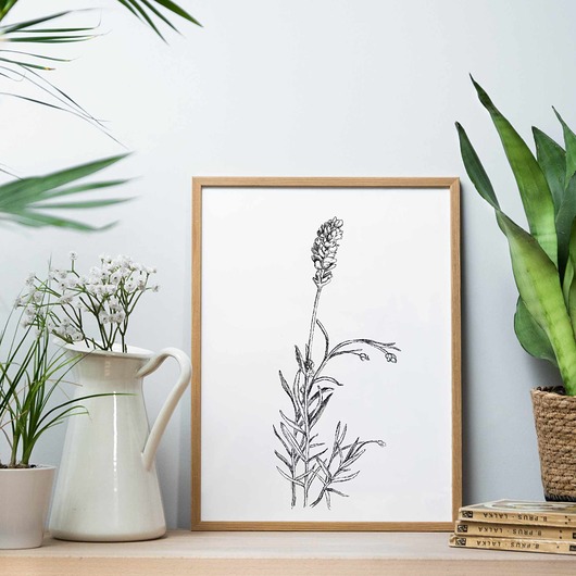 grafiki i ilustracje Lawenda - zestaw dwóch grafik 21x30
