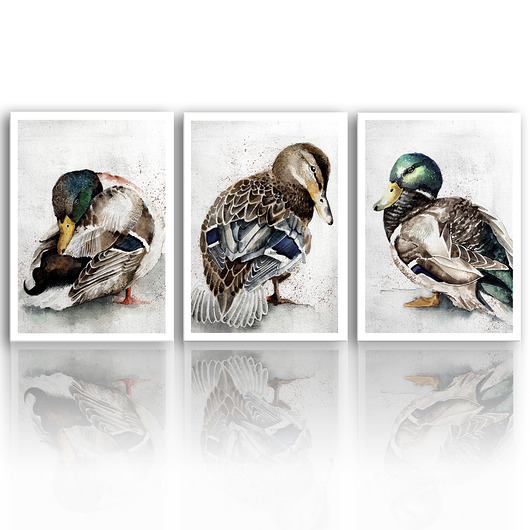 obrazy OBRAZ NA PŁÓTNIE -KACZKI 3 części 50x70cm