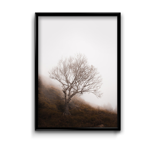 Plakat Drzewo  Bury Lis