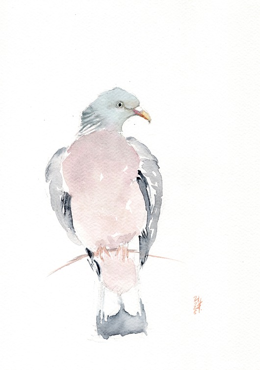obrazy Oryginalna akwarela. Gołąb grzywacz