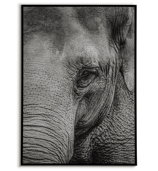 plakaty Plakat słoń - Słoń - oko słonia - zwierzę