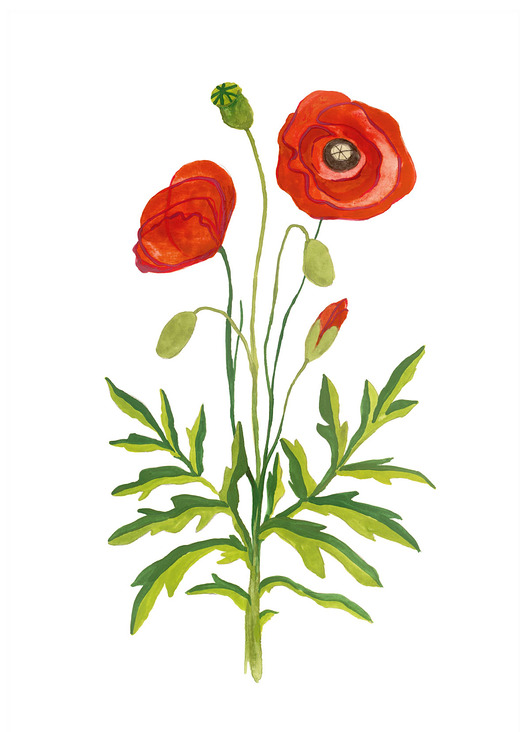 grafiki i ilustracje Maki - ilustracja oryginalna A4