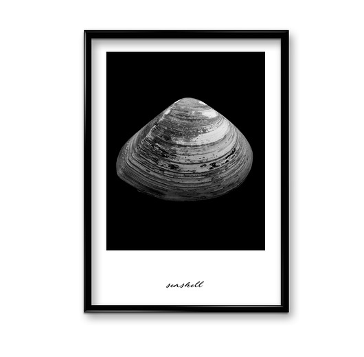 Seashell - plakat  Bury Lis