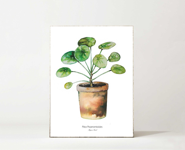 plakaty Plakat Pilea