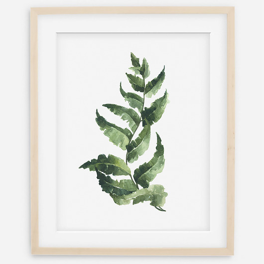 Plakat botaniczny - Paproć ( Fern)  ceci bloom