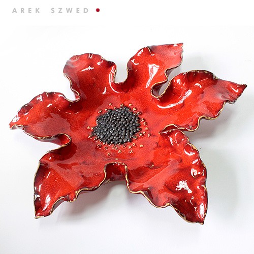 Ostrokrzew Arek Szwed