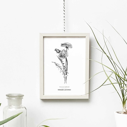 grafiki i ilustracje Mniszek - grafika botaniczna w oprawie