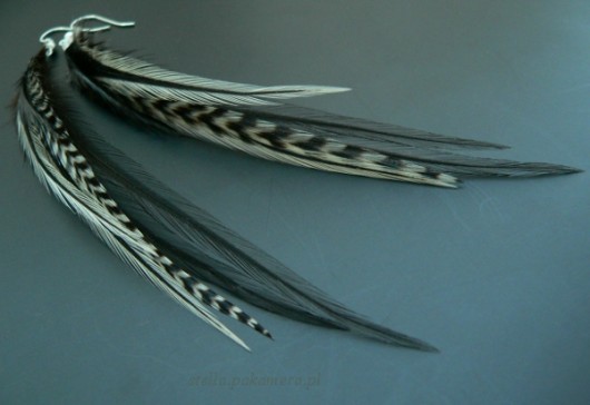 pióra- zebra Stella