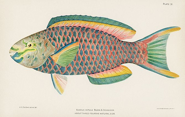 plakaty Tropikalna-ryba-ilustracja-vintage