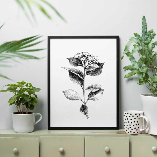 grafiki i ilustracje Hortensja 30x40