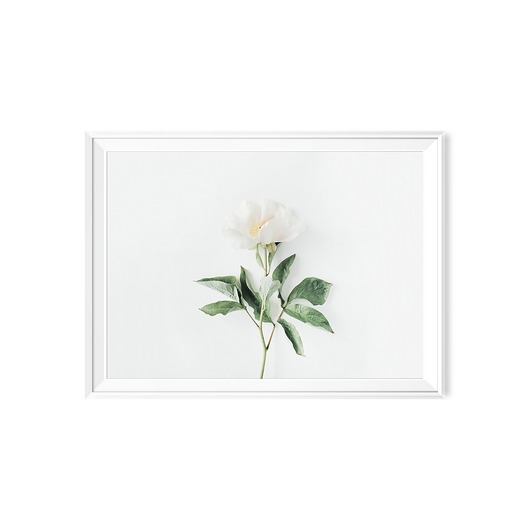 Plakat skandynawski botaniczny Piwonia myscandi