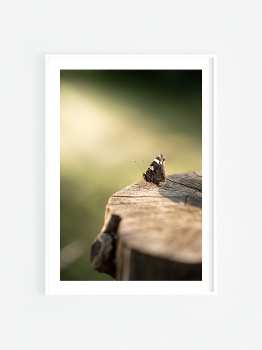 fotografia Motyl