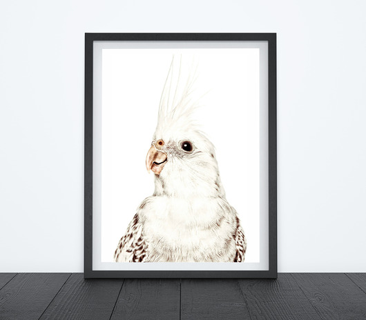 PAPUGA - OBRAZEK, PLAKAT, DEKORACJA A3 Dekoracjan