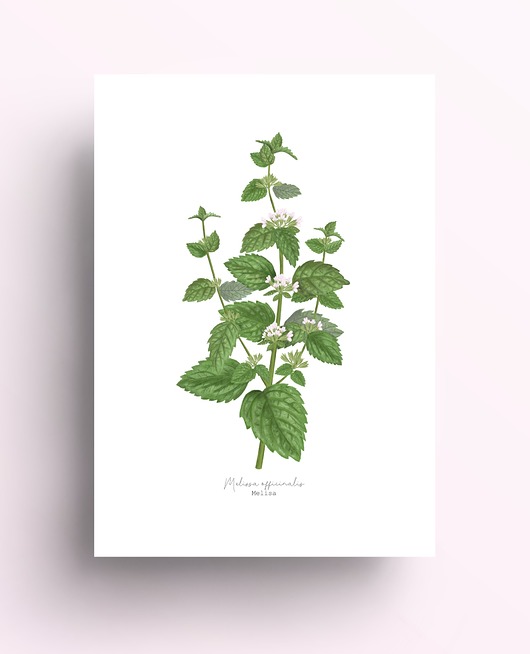 grafiki i ilustracje Melisa