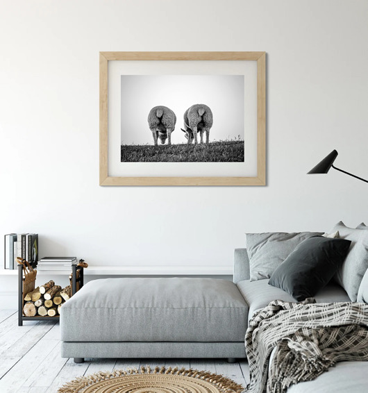 fotografia PLAKAT fotografia owca owce góry