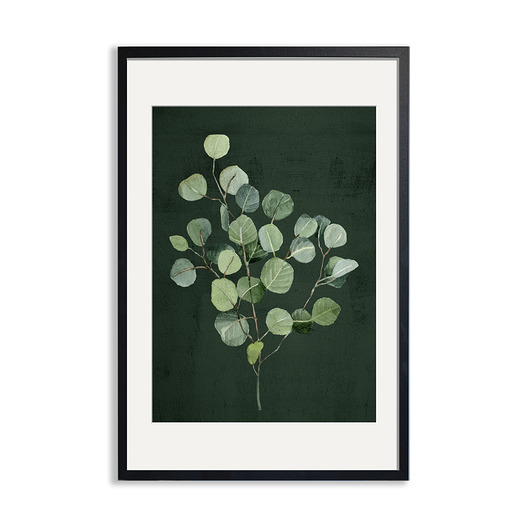 plakaty PLAKAT (poster) ROSLINKA EUKALIPTUS