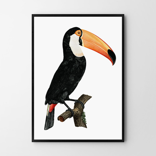 plakaty Plakat Tukan